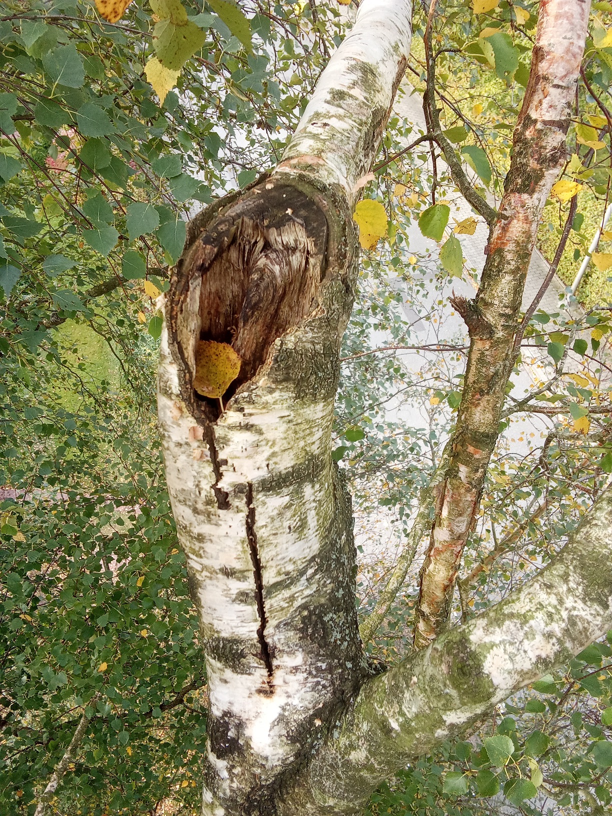 Einfaulung an einer Birke