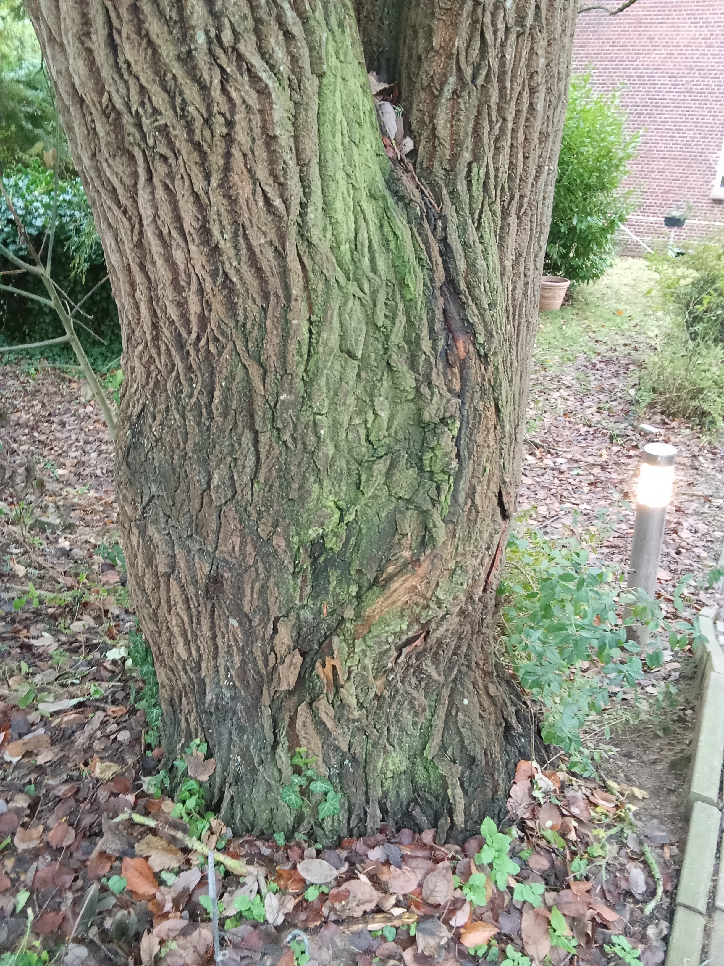 Druckzwisel an einem Baum