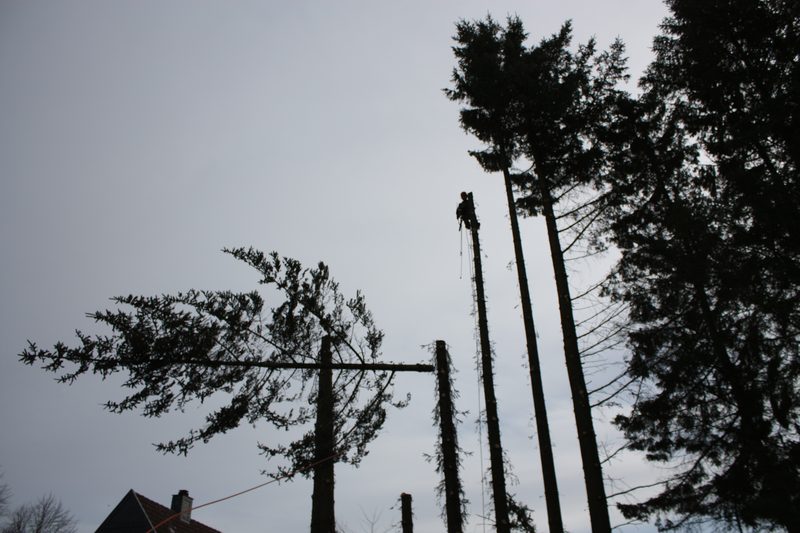 Baumfällung