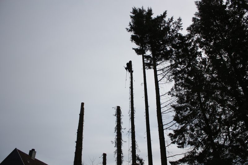 Baumfällung