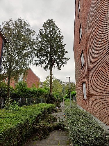 Baumfällung