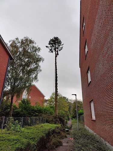 Baumfällung