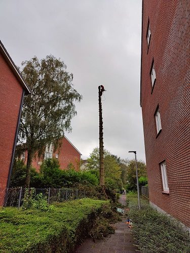 Baumfällung