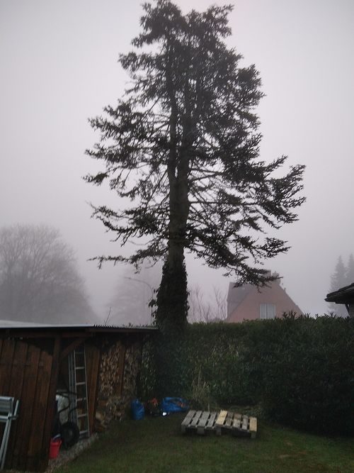 Baumfällung