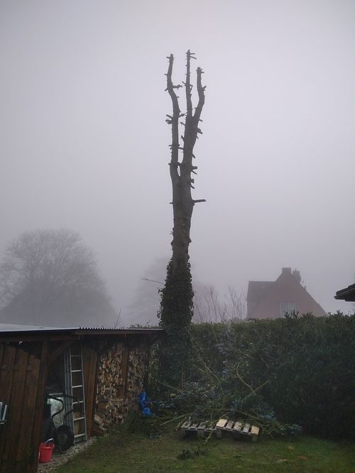 Baumfällung