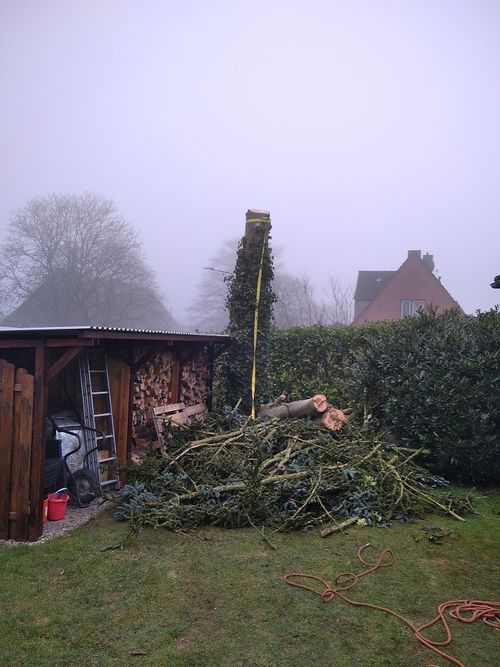 Baumfällung