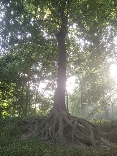Katteker Baumpflege im Einsatz