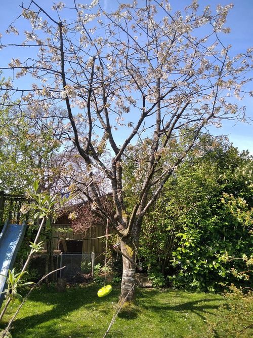 Obstbaumschnitt