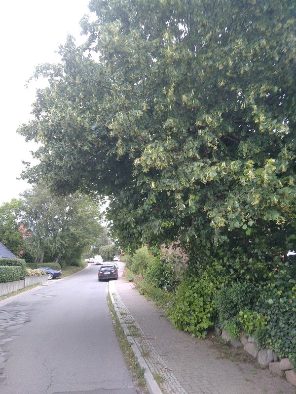 Lichtraumprofilschnitt Linde