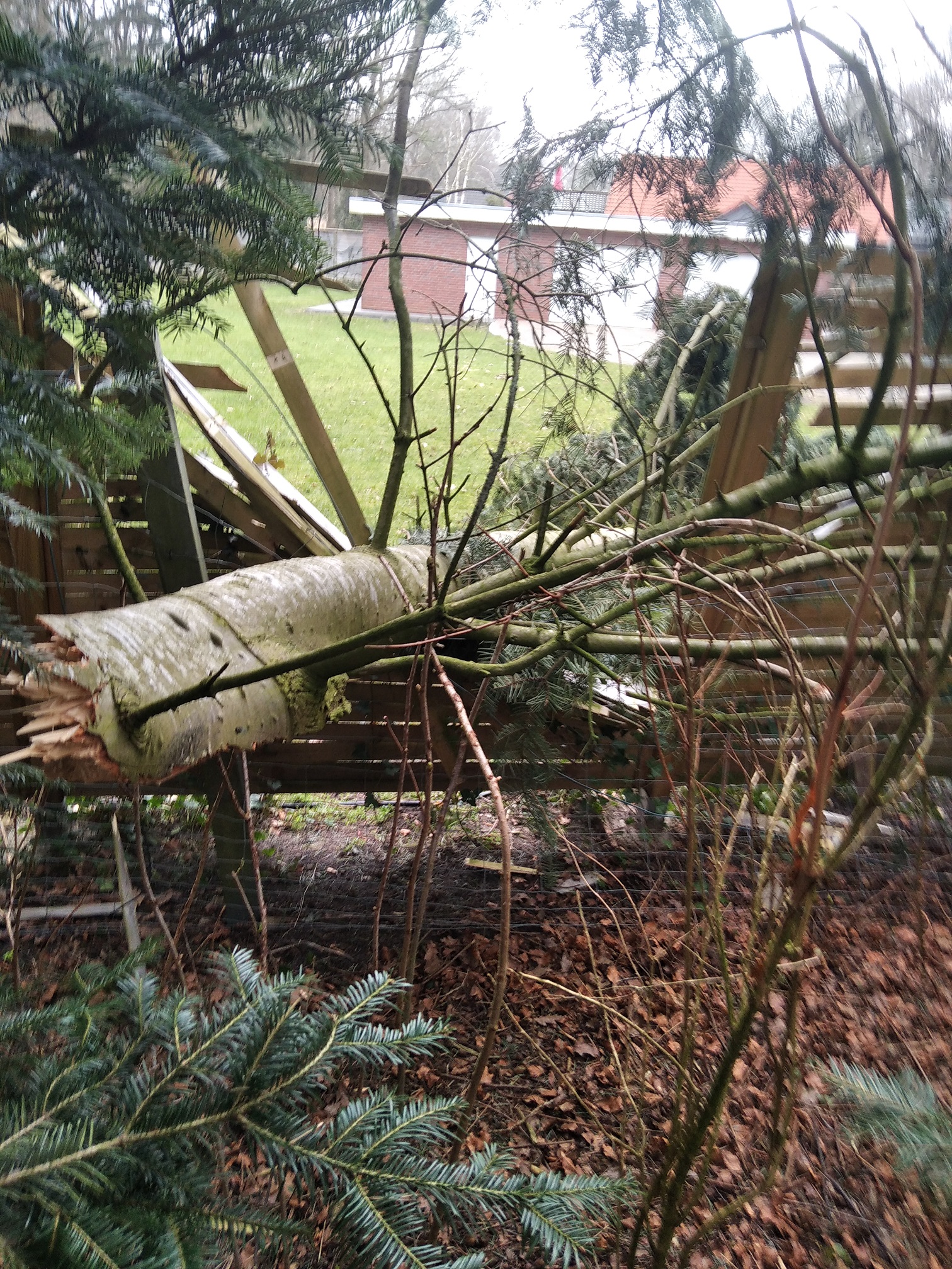 Sturmschaden an einem Baum